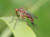 Empis livida